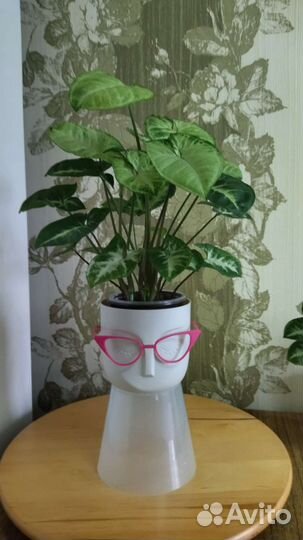 Сингониум пикси