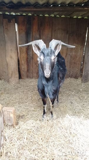 Продам козла