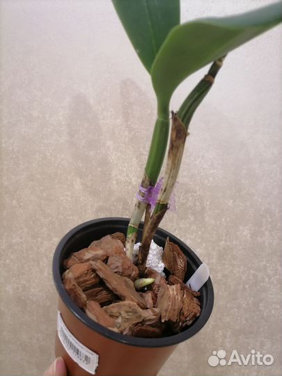 Орхидея каттлея