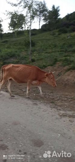 Корова телка