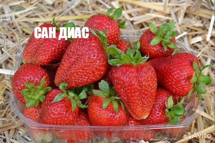 Рассада клубники с окс