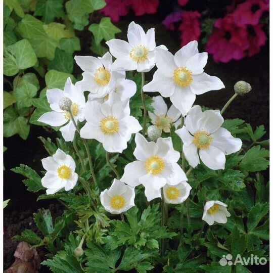 Анемона лесная. Гейхера. Живучка