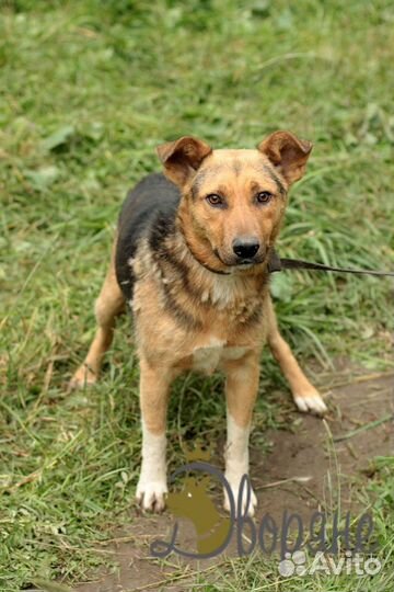 Мартин в добрые руки