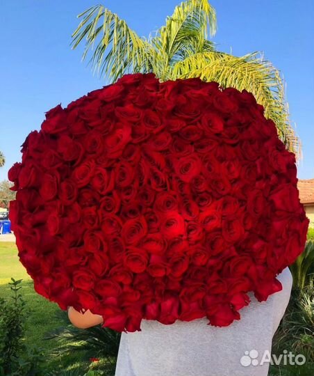 XXL Букеты из Красных Роз. 101/51 шт