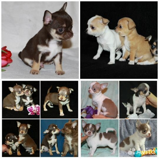 Чихуахуа. Щенки. Мини и стандарт, завод-к вет.врач