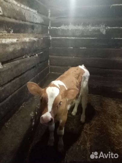 Домашний бычек