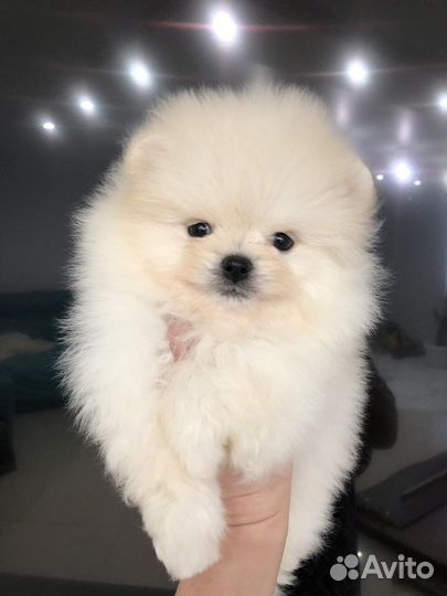 Шпиц Девочки и Мальчики