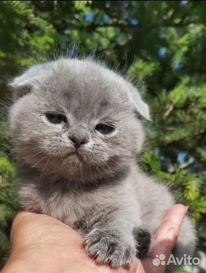 Голубое чудо