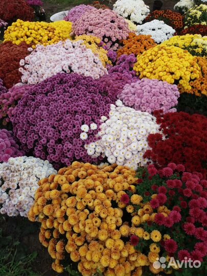 Корейские хризантемы и мультифлоры-шарики