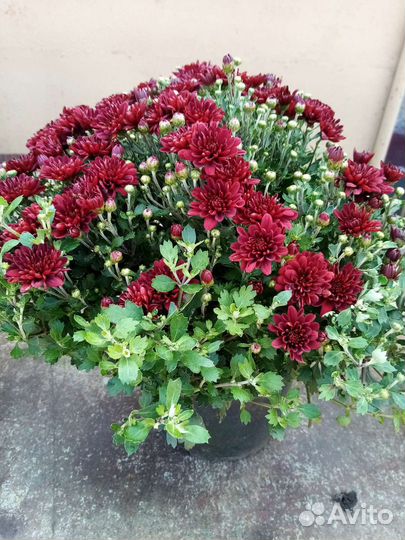 Хризантемы мультифлора