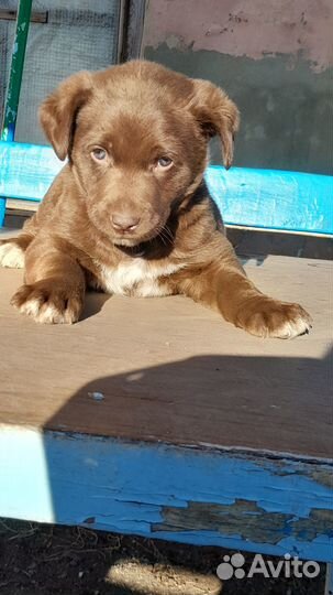 Щенок в добрые руки