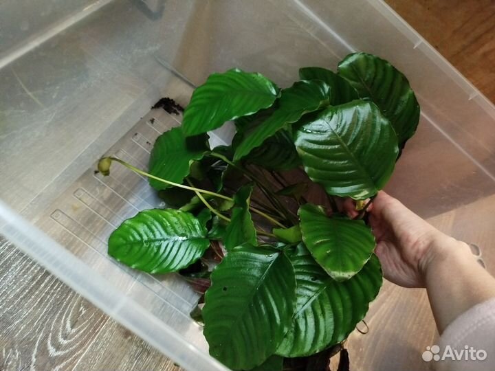 Растения, аквариумы, аксессуары