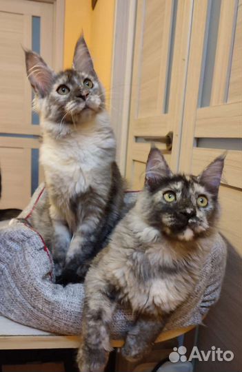 Котята мейн-кун девочки