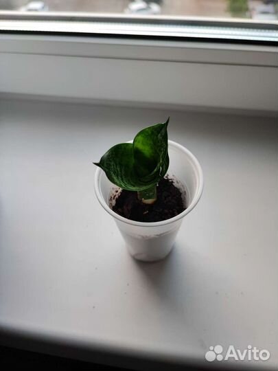 Сансевиерия Хана: комнатное растение, цветок