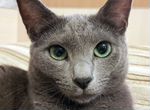 Ищем русского голубого кота для вязки