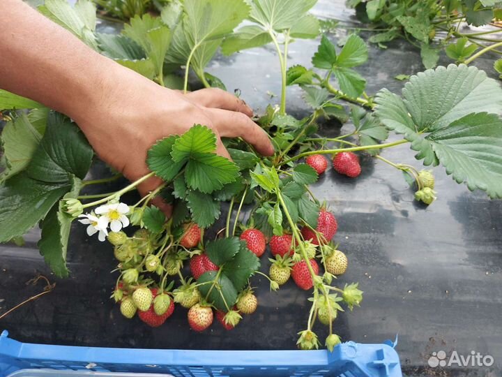 Саженцы клубники ремонтантная