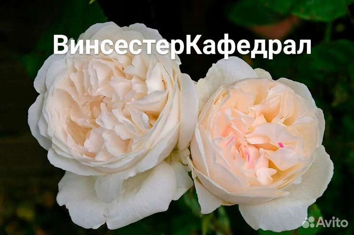 Розы плетистые парковые