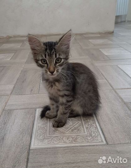 Котенок в добрые руки