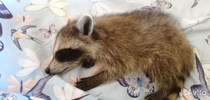 Енот полоскун