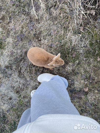 Кролик в добрые руки (бронь)