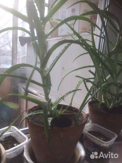 Алоэ для лечения