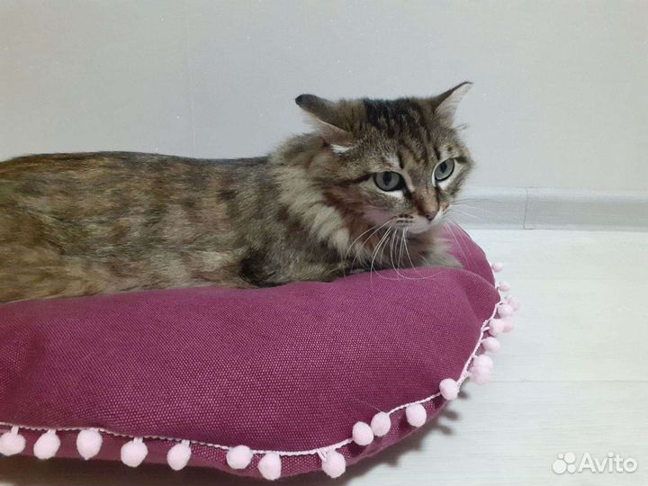 Лежанка для животных