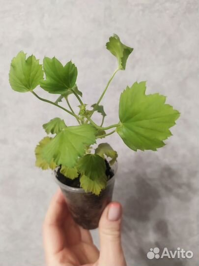 Королевская пеларгония