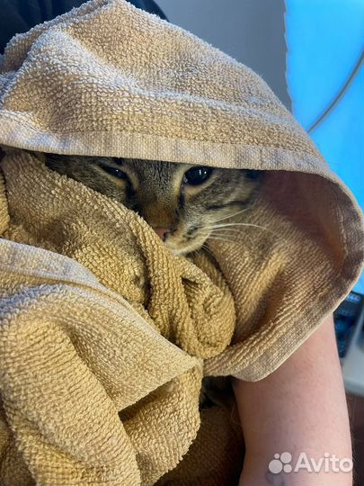 Стрижка кошек