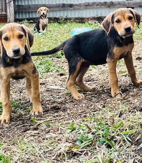 Щенки русской гончей