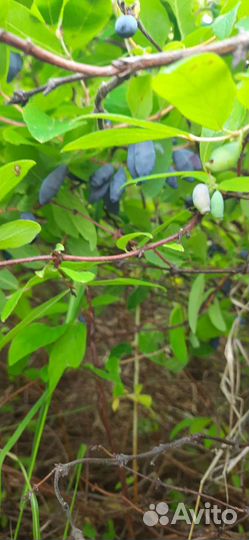 Жимолость сорт Голубое веретено и Синяя птица