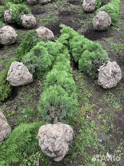 Озеленение и благоустройство