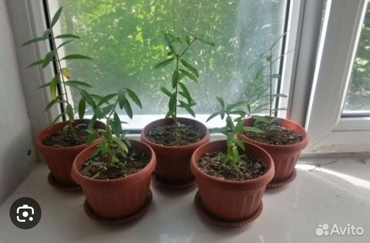 Черенки Граната комнатного