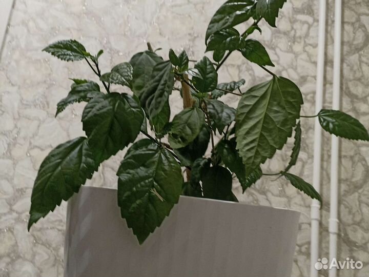 Гибискус-китайская роза