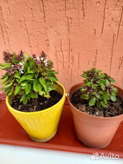 Растения для дома