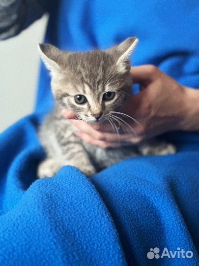 Милейшие котята девочки