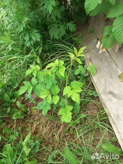 Саженцы малины