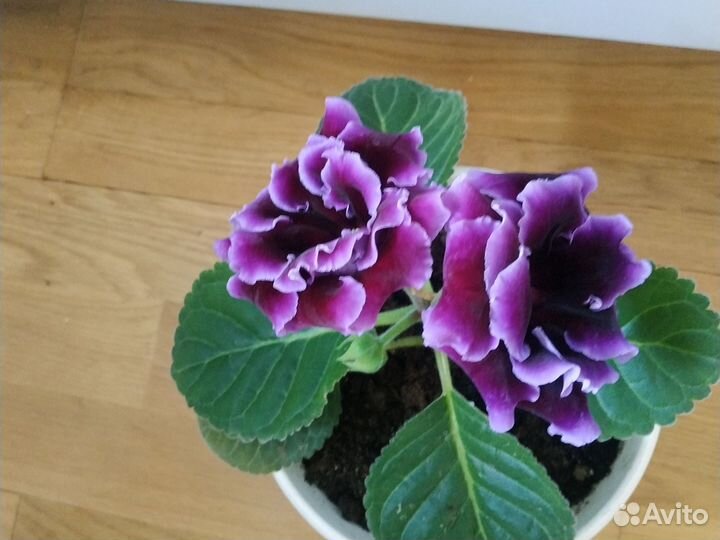 Глоксиния махровая