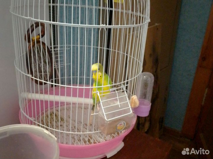 Волнистый попугай