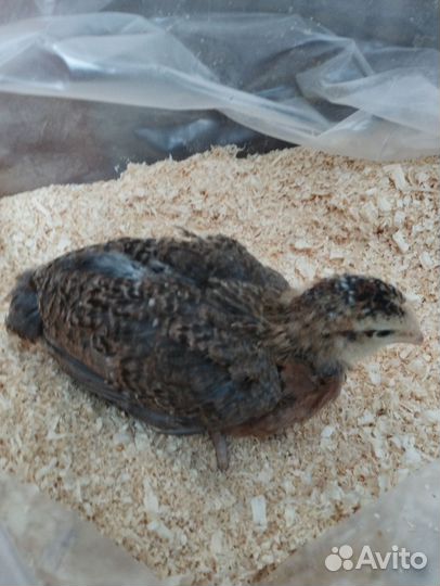 Цыплята бройлеры, куры молодки