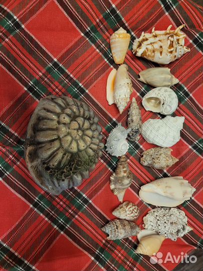 Морские ракушки раковины