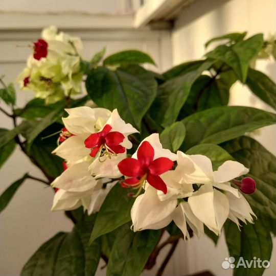 Клеродендрум госпожи томпсон