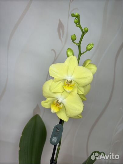 Орхидея фаленопсис