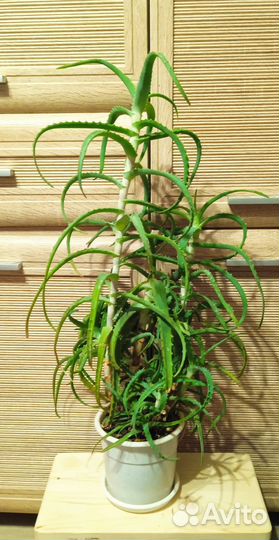 Алоэ лечебный