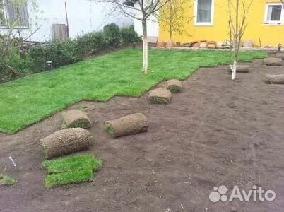 Газон рулонный