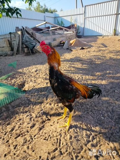 Бойцовая птица