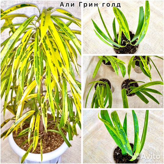 Фикус Али, Али Голд, Али Грин Голд, Али кинг