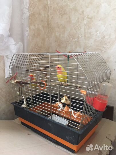 Попугай неразлучники пара