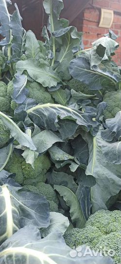 Капуста брокколи