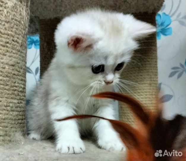 Серебристые британцы