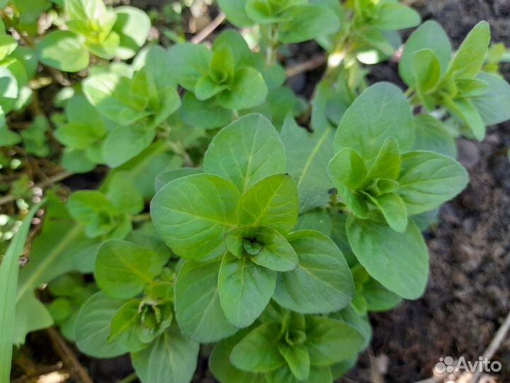 Пряно-ароматические травы